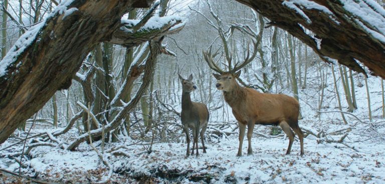 Η ψυχή και το σώμα